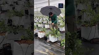 Monitoring blueberry plants. #blueberry #farming #foryou