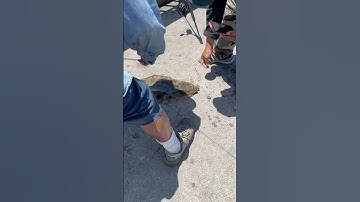 26” Halibut caught off the Pier #shorts