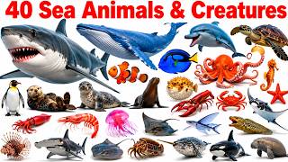 40 Sea Animals Names in English & Hindi - Kids Bilingual Learning Sea Creature Deep Sea Adventure 8K