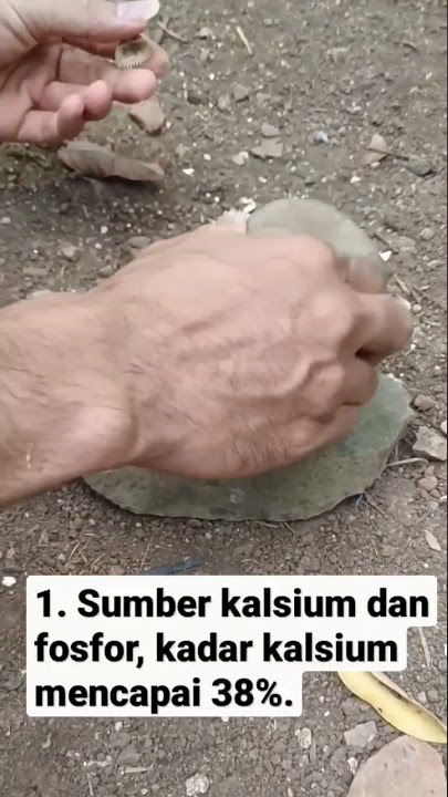 Manfaat Kulit Kerang Untuk Ayam