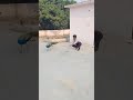 Peacock lovers