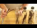 How to make Homemade Madagascar Bourbon Vanilla Extracts , Mexican Vanilla Extracts | Others