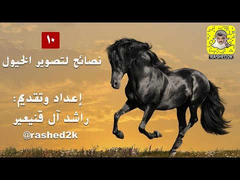 فيديو: السلوك الصحيح عند التصوير مع الحصان