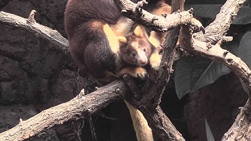 Adorable Tree Kangaroo Joey at the Bronx Zoo