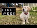 Golden Retriever Puppy - One Week In