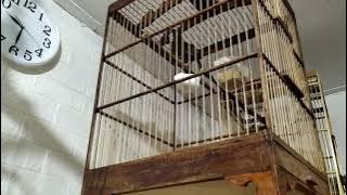 Burung Rowo Rowo-Poksay Rawa Gacor Suara Variasi