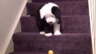 12 Week Old English Sheepdog puppy having fun! Cute Funny