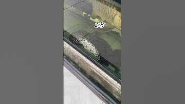 Potamotrygon - cá sam ( cá đuối nước ngọt) #animals #nostalgia #fishing #vietnamcountry #fish