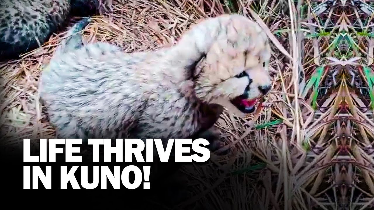 Purrs in the wild! Kuno National Park welcomes three new Cheetah cubs