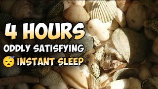 🦀 4 Hours Seashells, Hermit Crab & Flowing Water Sounds in Sunlight | ASMR Live for Sleep screenshot 3