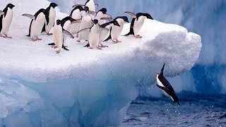 Athlete Statistics Emperor Penguins Jump Off 50-Foot Cliff in Antarctica | emperor penguins jumping 