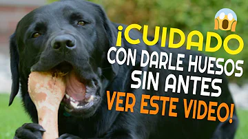 ¿Cuáles son los huesos más seguros para los perros?