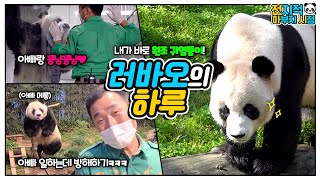 [Omniscient dad viewpoint] A kind father and son, Kangbao & Lebao's daily life🐼│Everland Panda Lebao