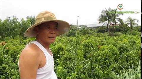 Vườn ươm cây giống của Cây Xanh Gia Nguyễn (p3)