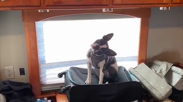 Stevie Fast:Lights Out 11 official trailer