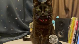 Echo Cat: I see. It's the Obon season in Japan right now.