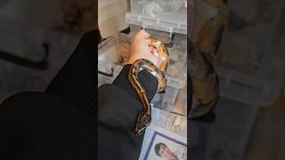 뱀 🐍 볼파이톤 #snake #reptiles #ballpython #python #boa #animals