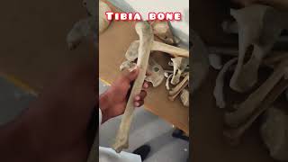 Unveiling the Human Bones💀🦴 : A Fascinating Journey Inside the Anatomy Lab at Medical College 🫀🫁