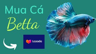 Mua cá Betta trên Lazada có tốt không ? thử mua cá cảnh trên mạng