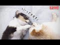 【Live】今週末に巣立つ仔犬と過ごす最後の週末雑談配信【ブリーダー】