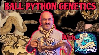 "Beauty In The Breed" The Genetics of Ball Pythons. Rare Patterns & Colors in Snake Breeding #snake