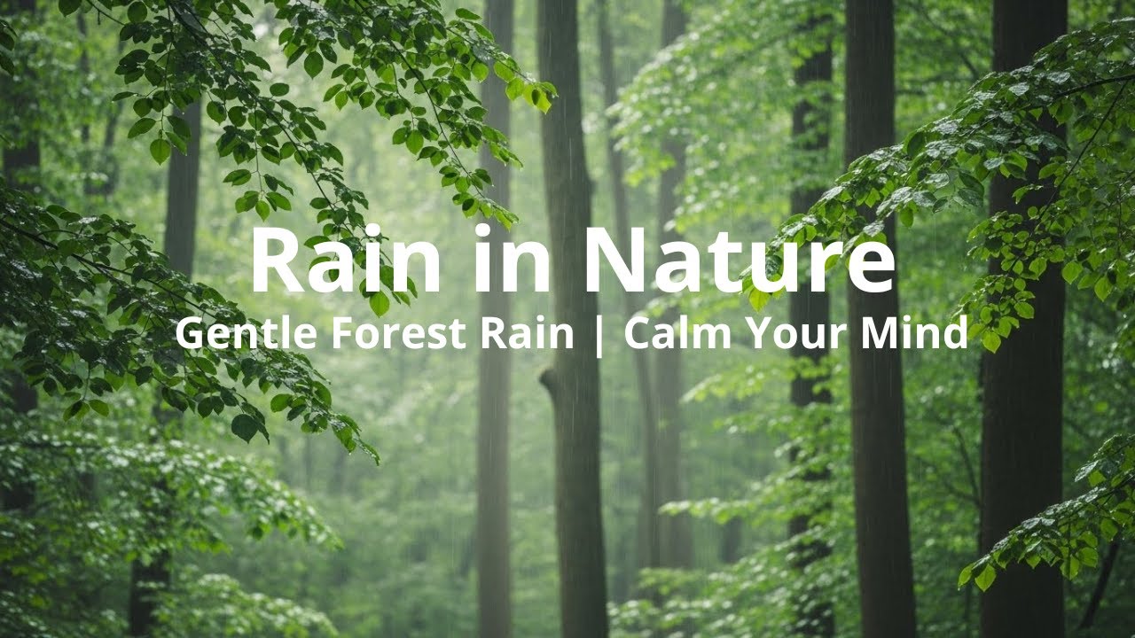 🌧️Gentle Forest Rain | Calm Your Mind |  Rain Sounds for Meditation & Stress Relief