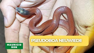 🐍Pseudoboa neuwiedii &quot;Coral macho&quot; ¿cómo diferenciar de una Clelia?