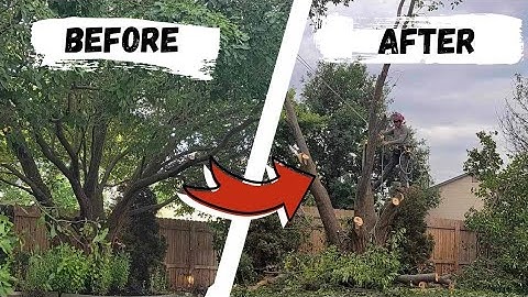 Tree Removal Time-lapse (Crabapple With Apex Tree Service)