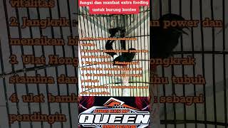 fungsi dan manfaat jangkrik, kroto ,ulet Hongkong,ulet Jerman,cacing,ulet kandang untuk burung lomba