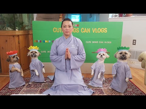Video: Doodle đôi: Một con chó gia đình hoàn hảo