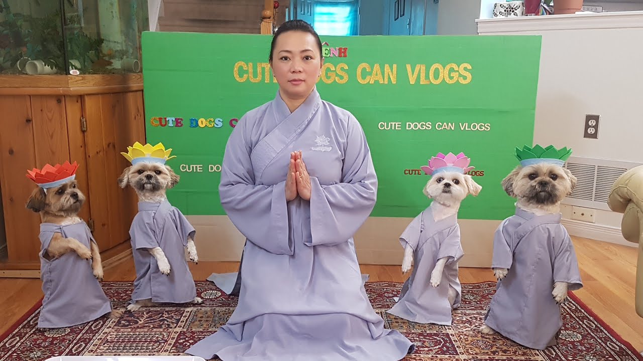 Phật Pháp nhiệm mầu, Bốn bé chó tuyệt vời đội hoa lễ Phật, mừng ...