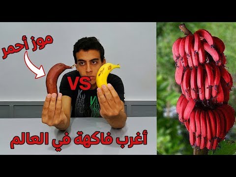 فيديو: الموز الأحمر: فاكهة غريبة من كوستاريكا