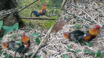 yos hav zoov dib qaib qus lom zem kawg li ##ต่อไก่ป่า##