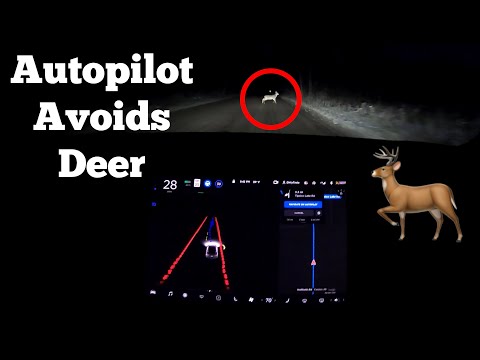 Tesla's FSD Beta Avoids Deer At Night on Dirt Roads | Also Drives Without Headlights! | Autopilot