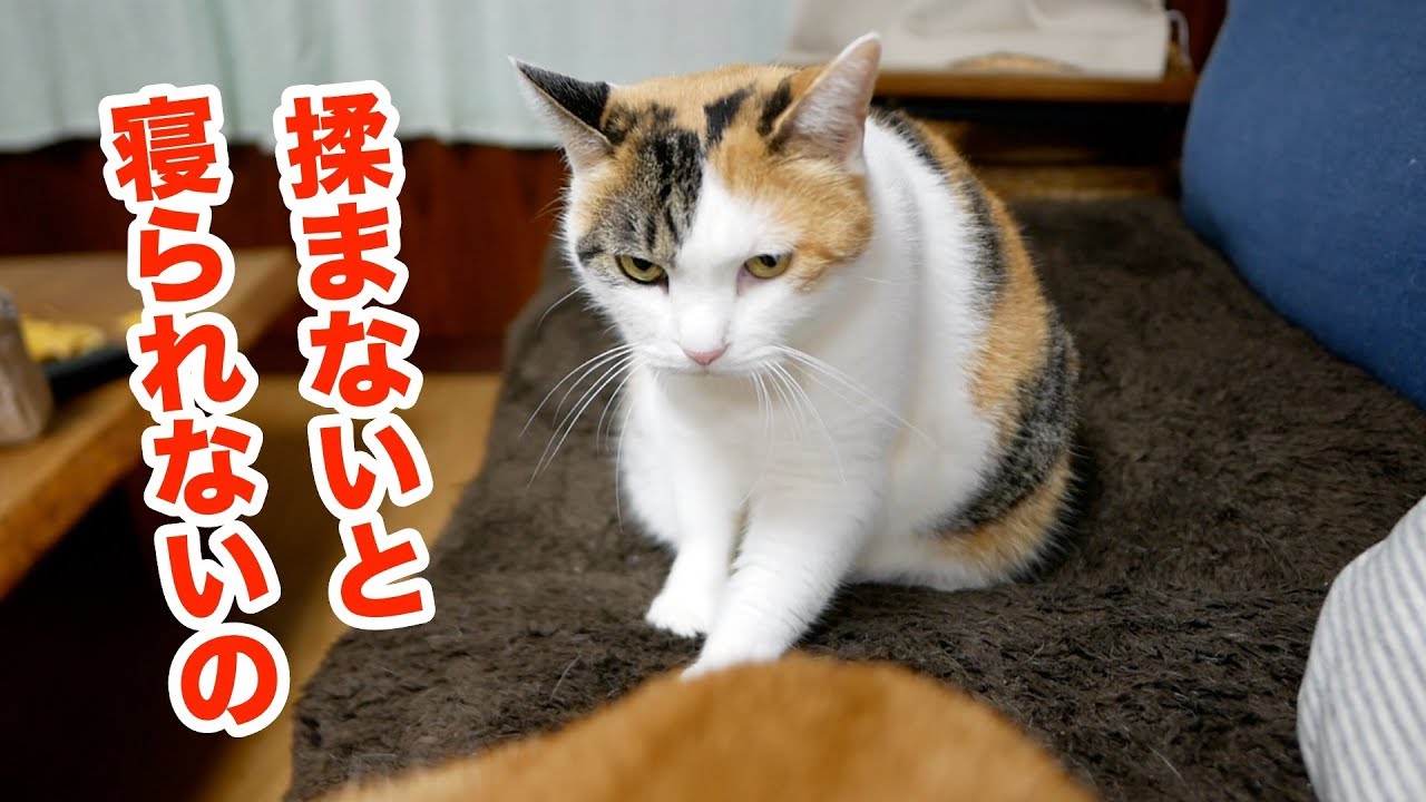 Cat Mysteries] You know, I can't fall asleep unless I knead - YouTube