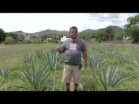 San Jerónimo Tlacochahuaya - dub || maguey || maguey