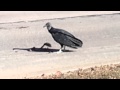 A turkey vulture/ turkey buzzard interrupted while eating roadkill.