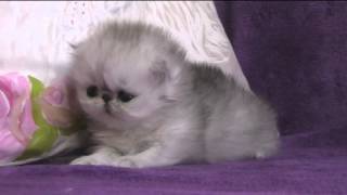 Les Edenrocs Silver Kitten Girl 1