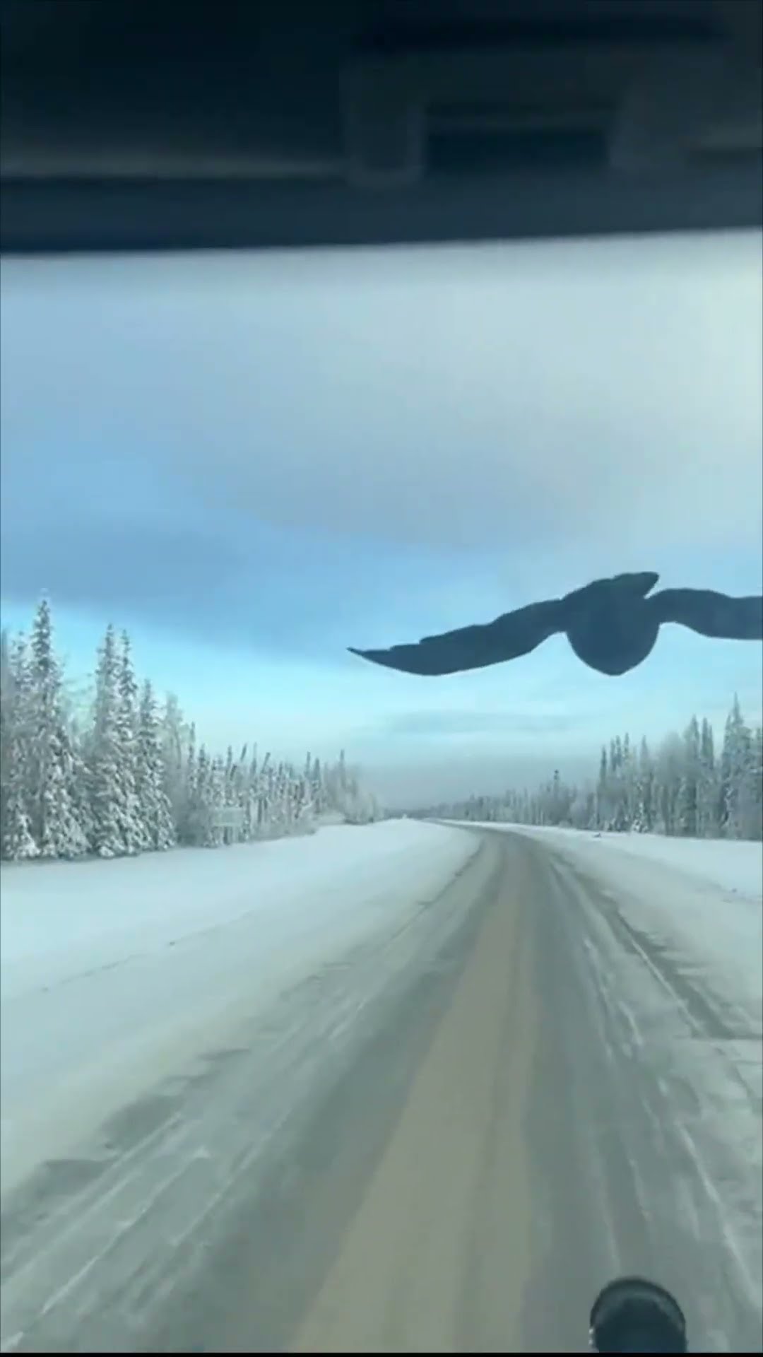 Raven Keeps Pace with Car on Snowy Road