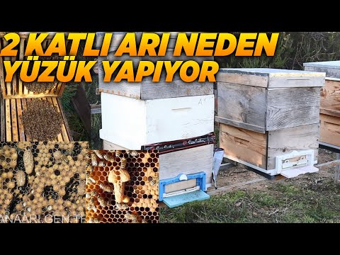 2 KATLI KOVAN NEDEN MEME YAPAR NEDEN OGULA GİDER | arı neden oğul verir