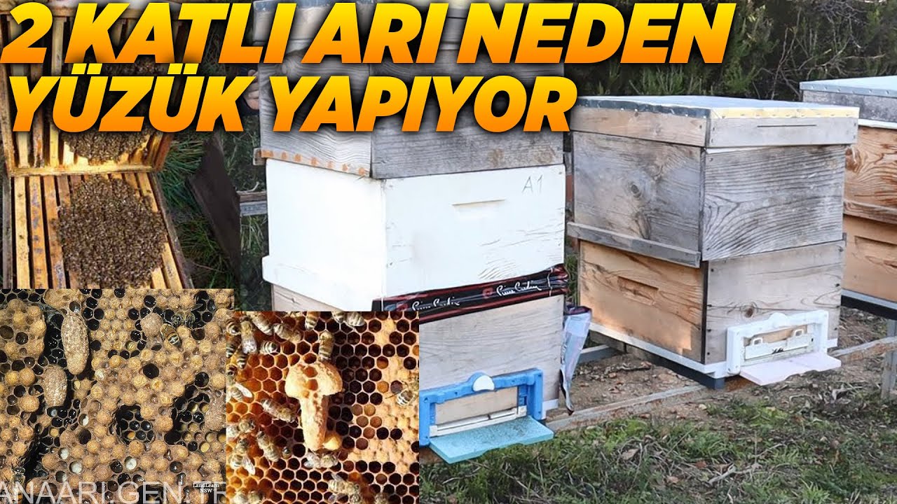 2 KATLI KOVAN NEDEN MEME YAPAR NEDEN OGULA GİDER | arı neden oğul verir