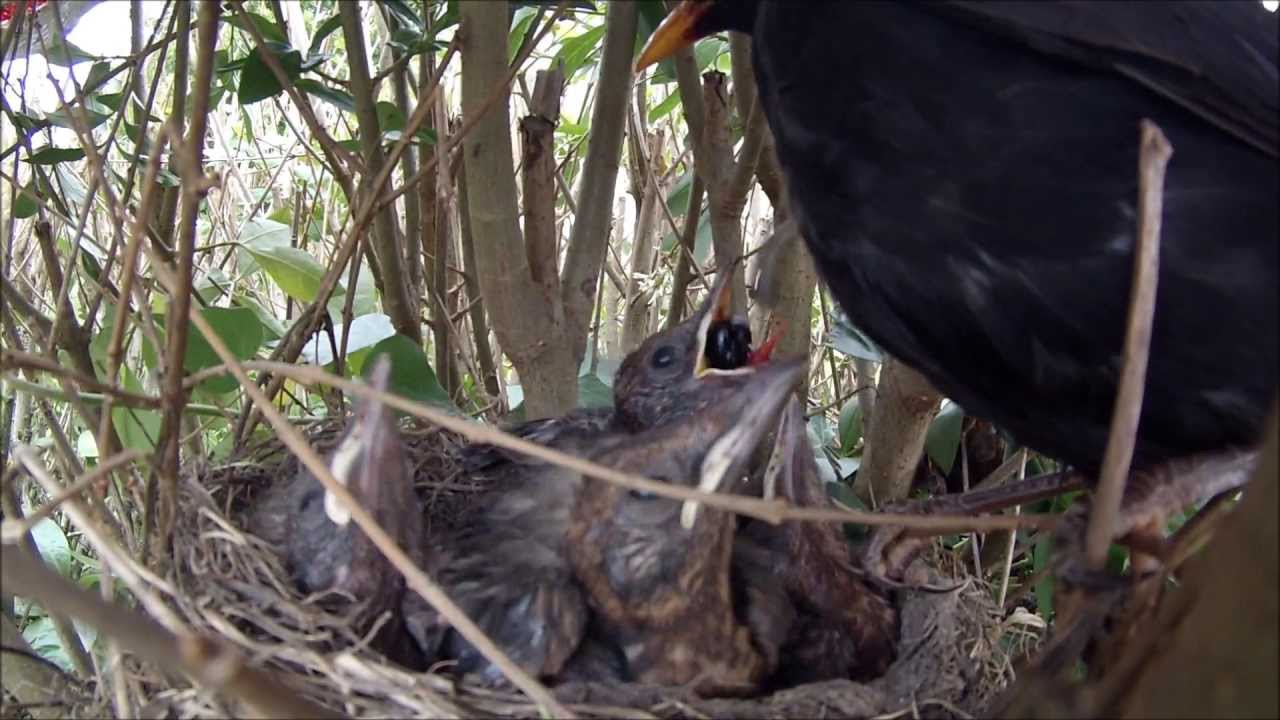 Bebe Oiseaux Au Nid Nourris Par Leur Mere Gopro 3 White Edition 1080p 30fps Youtube
