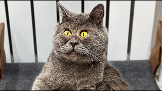 Cross Eyed Cat Looks Like A Cartoon