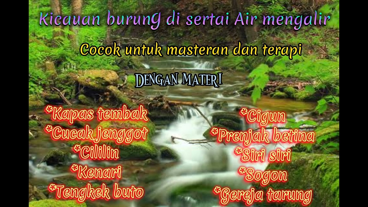 Masteran burung lomba di sertai suara air mengalir dan jeda