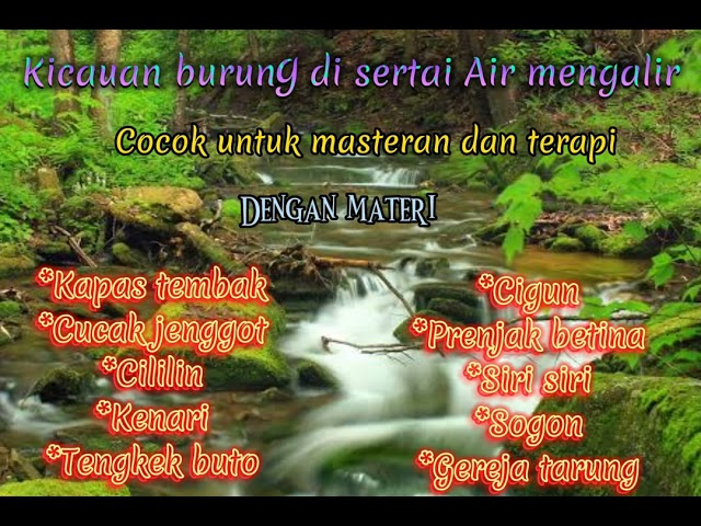 Masteran burung lomba di sertai suara air mengalir dan jeda class=