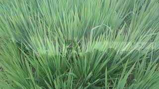 Relaksasi, jalan-jalan disawah, #vlog,#jalanjalan,#relaksasi 
