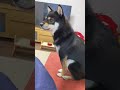 長いお留守番の後の柴犬がかわいい！【豆柴】#Shorts