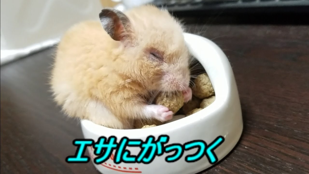 餌にがっつくハムスター Hamster Eating Food Youtube