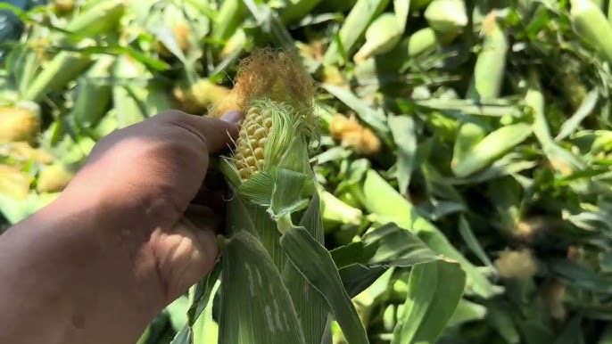 Gnivandagi jinsiy sheriklar 60 yoshli buvilarning porno videosi