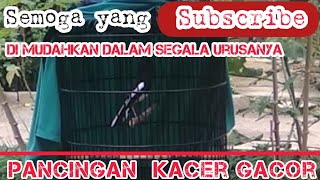 kacer apapun pasti bakal nyaut dengan suara kacer ini